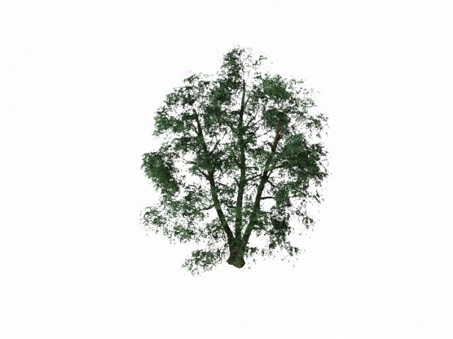 树木2，Sovit3D